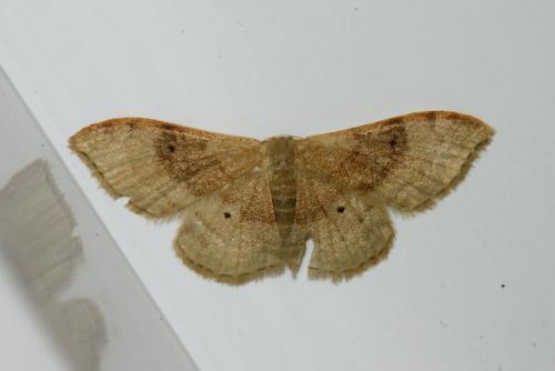Réf. 189 632 : Idaea degeneraria